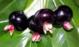 GIỐNG CÂY CHERRY BRAZIL CÓ TRỒNG ĐƯỢC Ở NƯỚC TA KHÔNG?