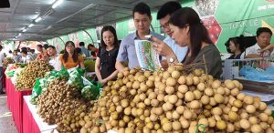 Xuất khẩu nhãn chính ngạch: Cách làm của Sông Mã