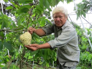 Lão nông với vườn mãng cầu dai cho trái “khổng lồ”