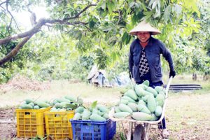 Đồng Nai: Mở hướng đi mới từ sản xuất chuyên canh