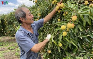 Vải Lục Ngạn trên đất cao nguyên: Nông dân thu lời hàng tỷ đồng