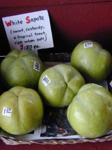 Cây Bánh Kem – White Sapote