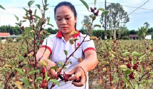 Trồng cây lạ chơi hoa, sau vài năm nhân giống người dân có thu nhập hàng trăm triệu