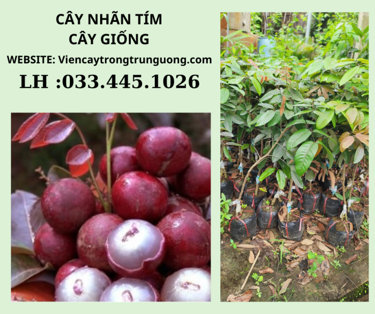 CÂY NHÃN TÍM - CHUẨN GIỐNG VÀ NĂNG SUẤT CAO